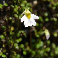 Utricularia striatula Sm.